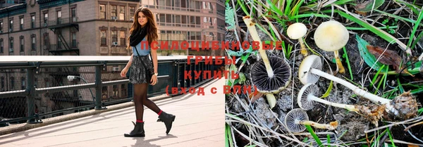 шишки Гусиноозёрск